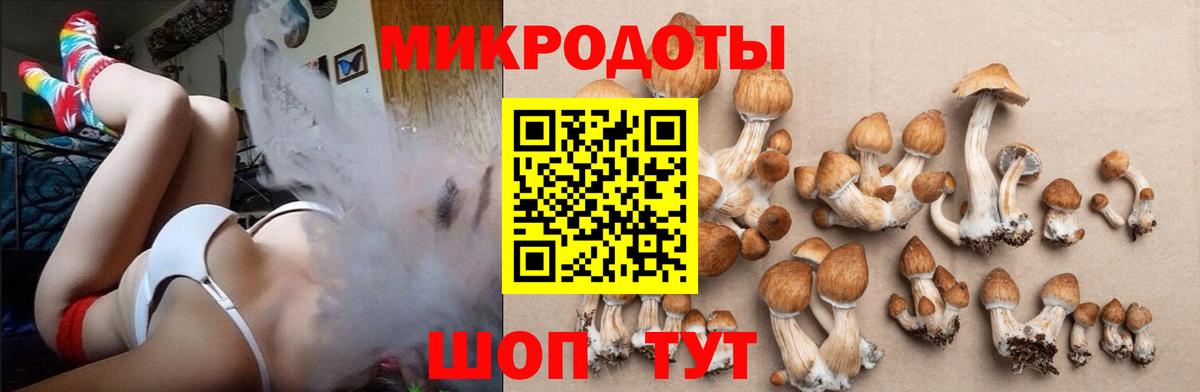 Галлюциногенные грибы Psilocybine cubensis Новодвинск